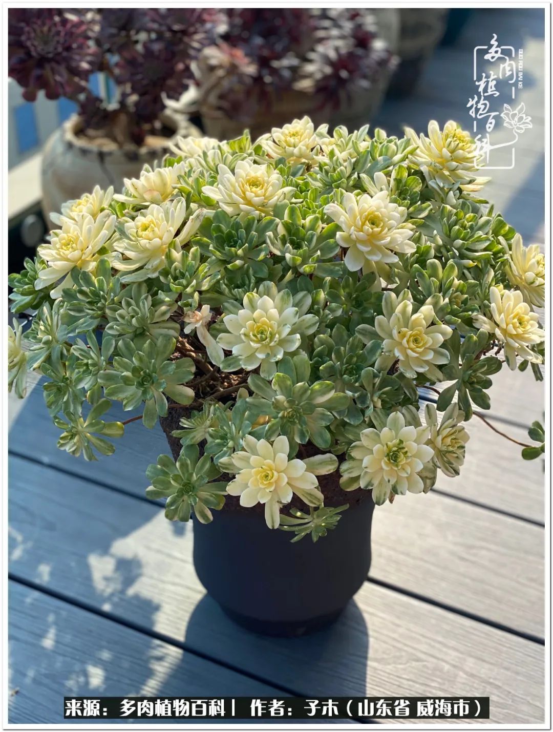 法师多肉成长史,法师多肉新手教程