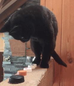 再恼火也别“打猫咪”,这些后果你难以承受