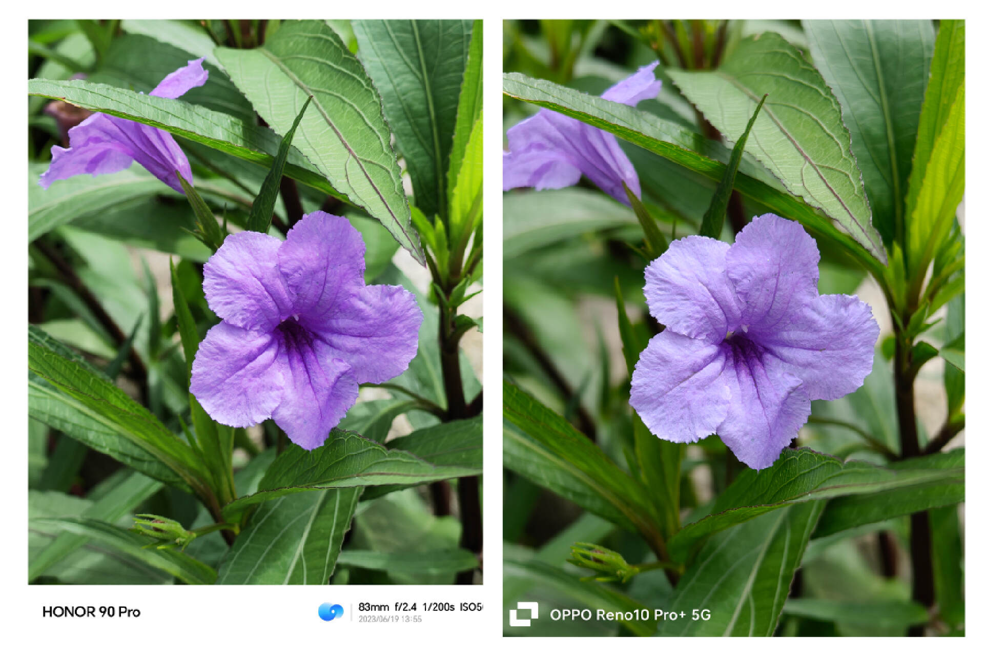 荣耀90pro和opporeno10+拍照对比,opporeno10pro和荣耀90pro拍照