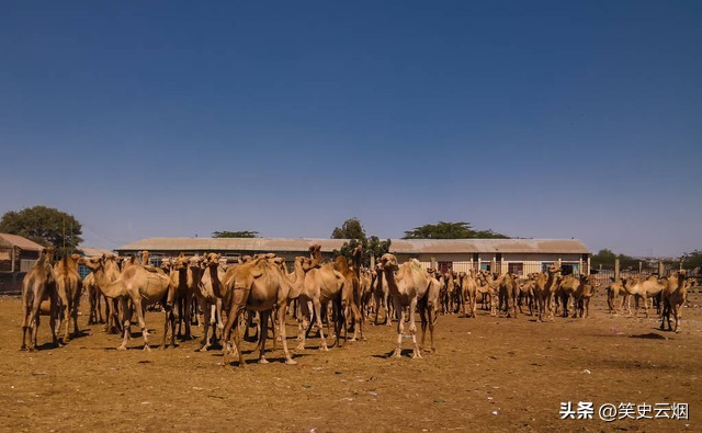 菲律宾群岛椰子树,15世纪菲律宾有多强
