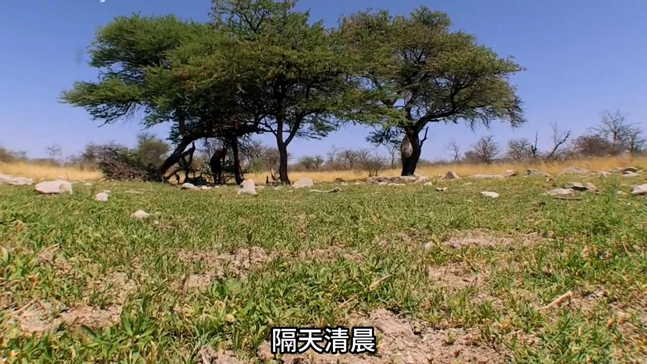 德爷荒野求生吃黑熊,德爷荒野求生吃像黄瓜一样的东西