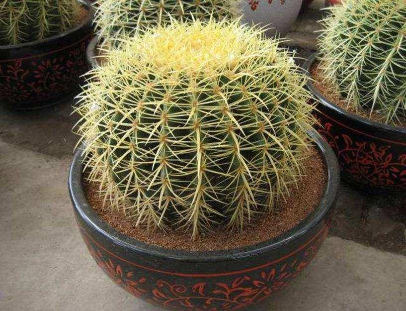 哪些室内花花期长又好养,室内养太多花好吗