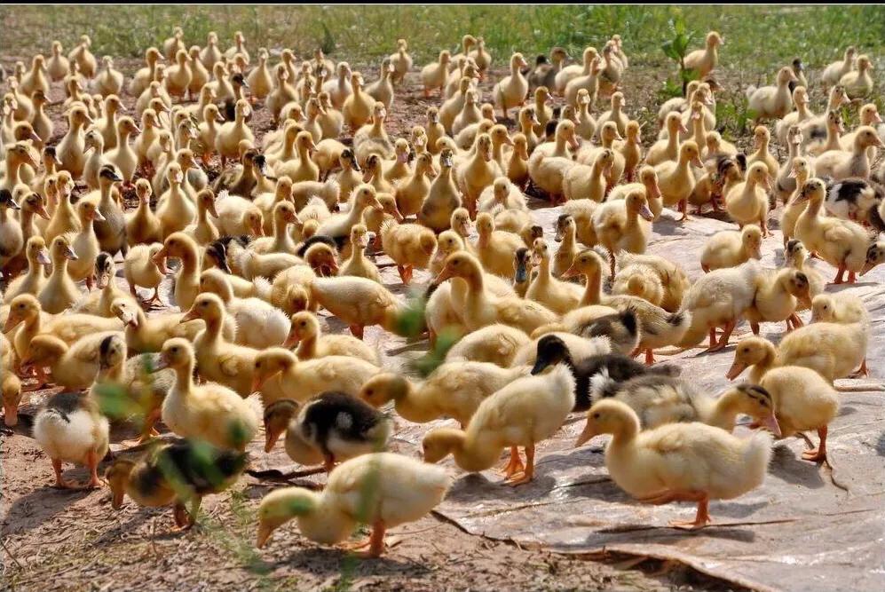 上海本地言话“促几”，你知道是什么吗？