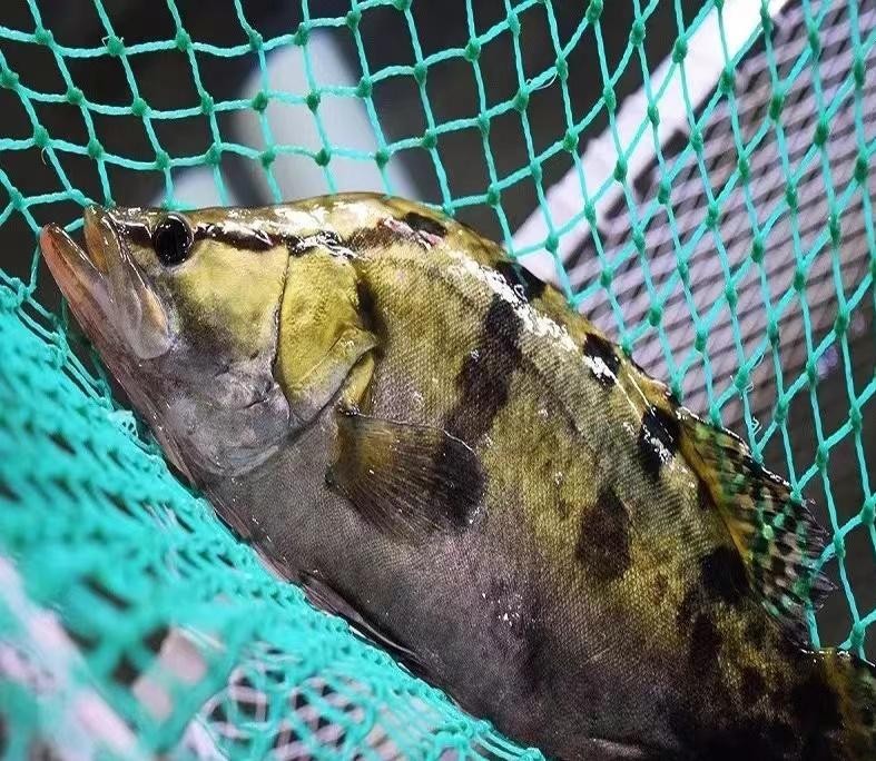 清新桂花鱼之乡,好吃的桂花鱼