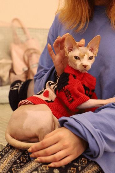 最不建议养的10种猫,猫界中哪只猫脾气最差