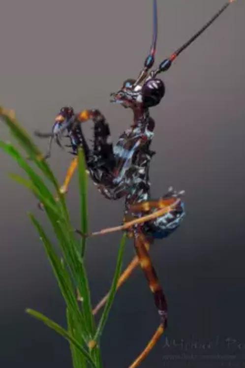 螳螂吃掉自己丈夫的头,螳螂为什么吃掉配偶螳螂吃蛇