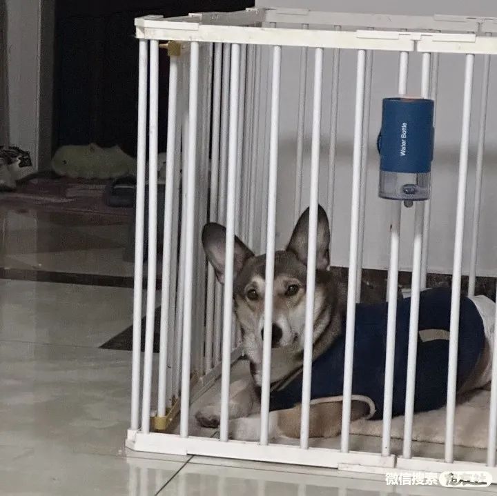 同城附近宠物店领养*养送**平台, 无偿幼猫咪狗狗救助-1231宠友社