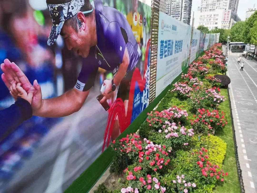 最好看的月季花海,百万株月季怒放惊艳五月初夏