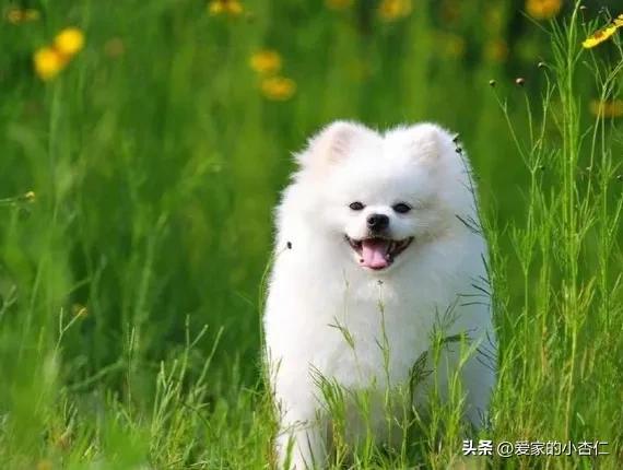 拴狗绳的狗被车撞了怎么赔偿,拴着绳子的狗被车撞