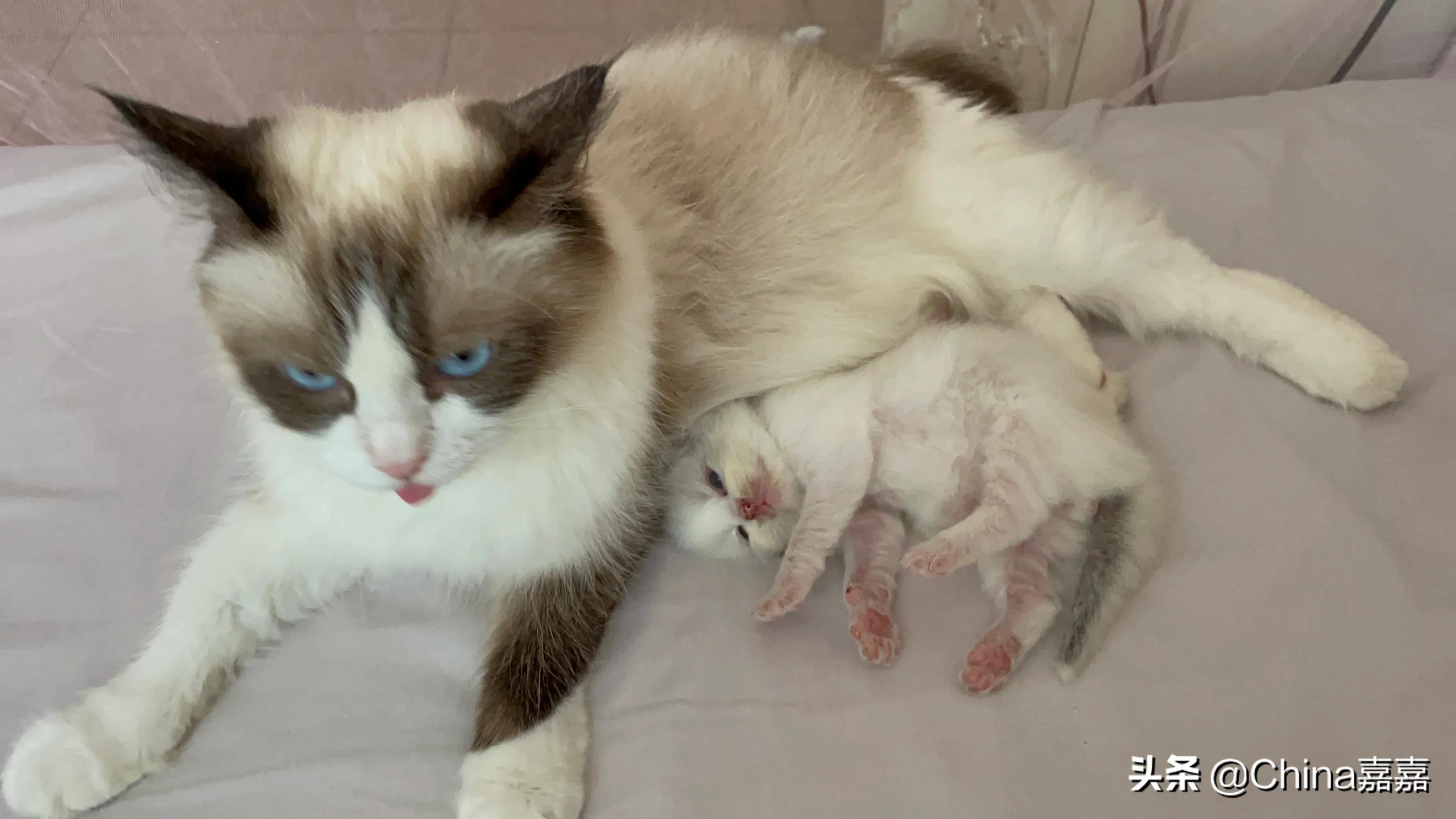 被新鲜出炉的海虹馋哭了的蓝小咪