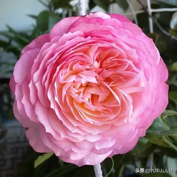 藤本月季品种列表,大红色藤本月季哪个品种好