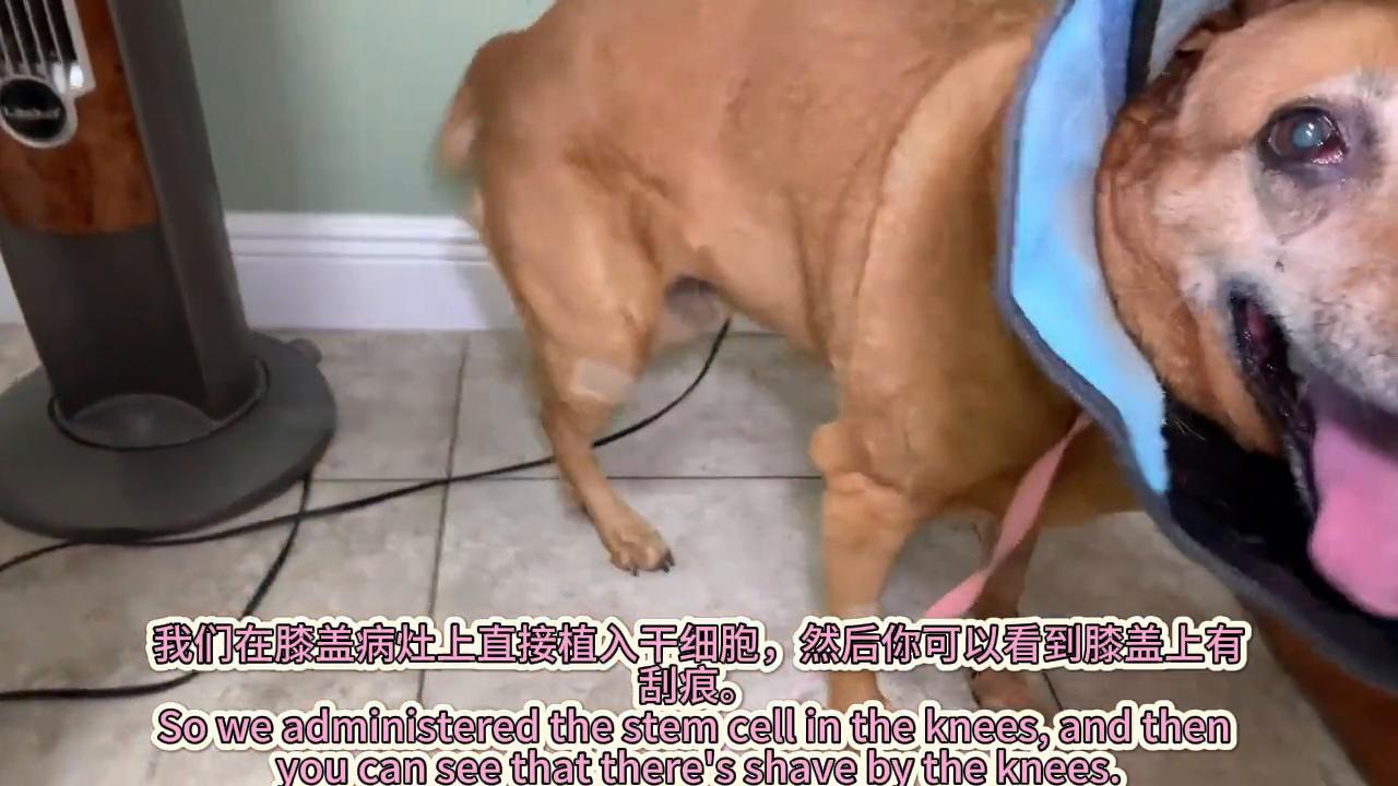 狗子韧带撕裂怎么食补,狗韧带撕裂保守治疗