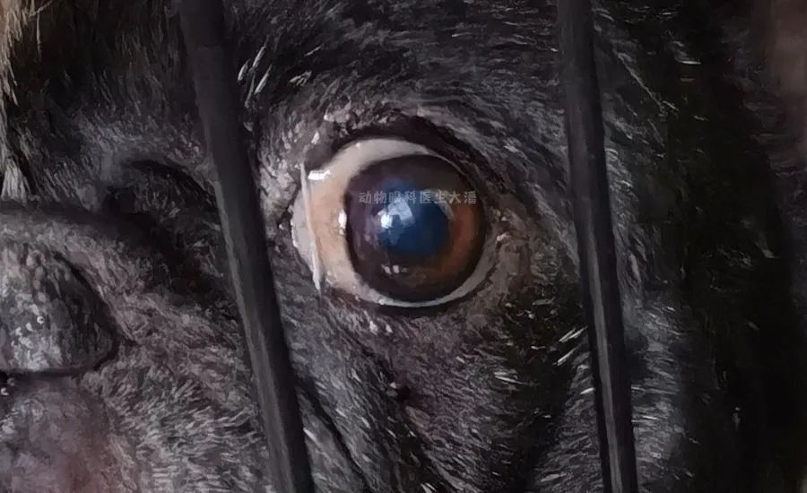 狗狗眼睛外伤充血水肿,狗狗眼睛增生喝药治疗