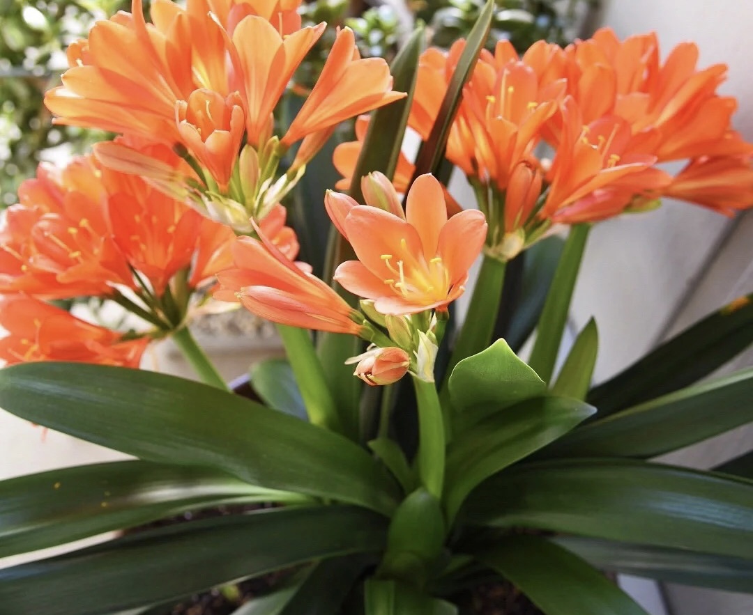 3种花耐旱又耐晒,5种花叶子不能喷水一喷就全烂了