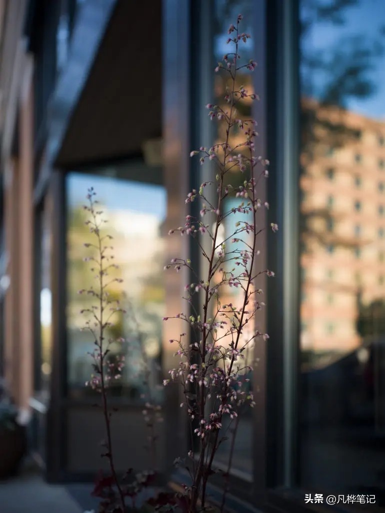 哈苏x2d100c视频,哈苏x2d100c与50c区别