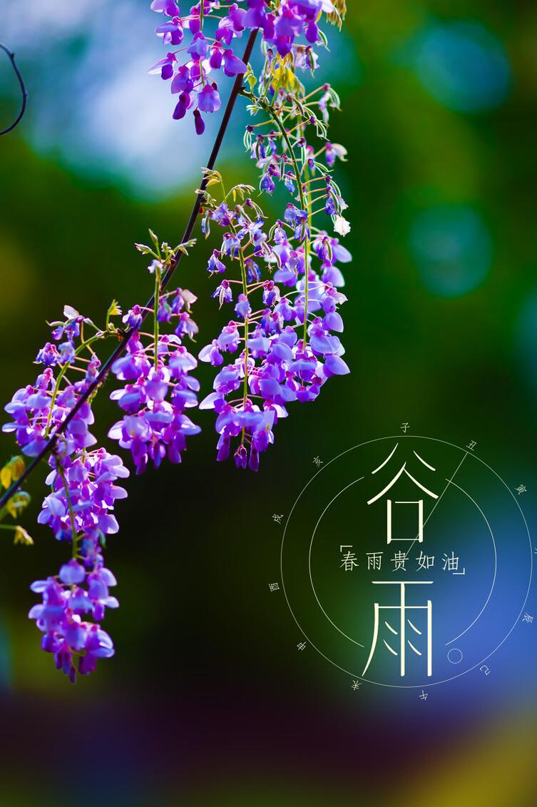 谷雨在月头寡妇不用愁啥意思,谷雨在月头寡妇不用愁什么意思