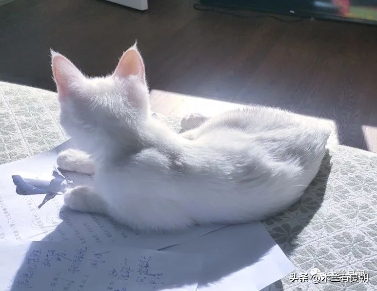 这回这妖精是真的要拆家了