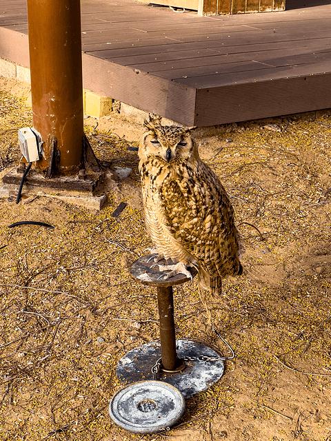 阿联酋丽思卡尔顿,阿联酋野奢帐篷