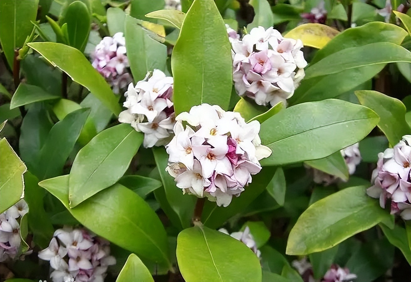 植物识别小口诀，总结的太全了！