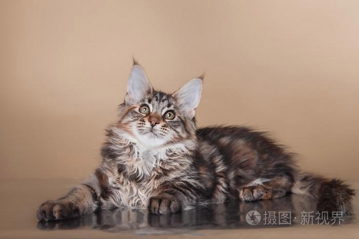 纯种猫咪有哪些颜色,纯种宠物猫有哪些品种