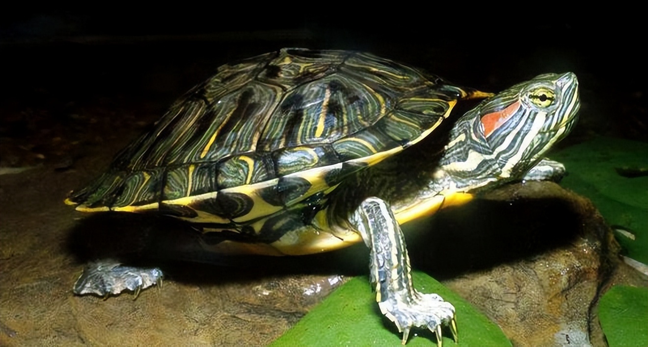 世界百大外来入侵物种的名单,巴西龟都是入侵物种吗