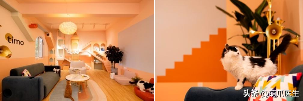 有的猫身体很软有的猫就硬,有的猫就是天生的坏种