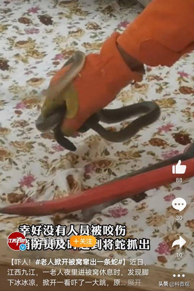 农户家中惊现两米长剧毒眼镜王蛇,3米长眼镜蛇被狗咬