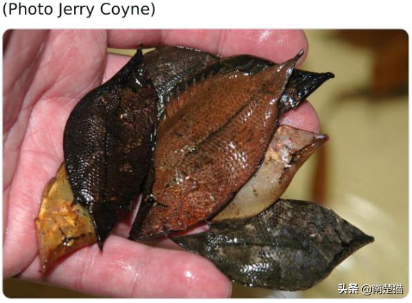 分享各种各样的动物,保证你没见过的20种新动物