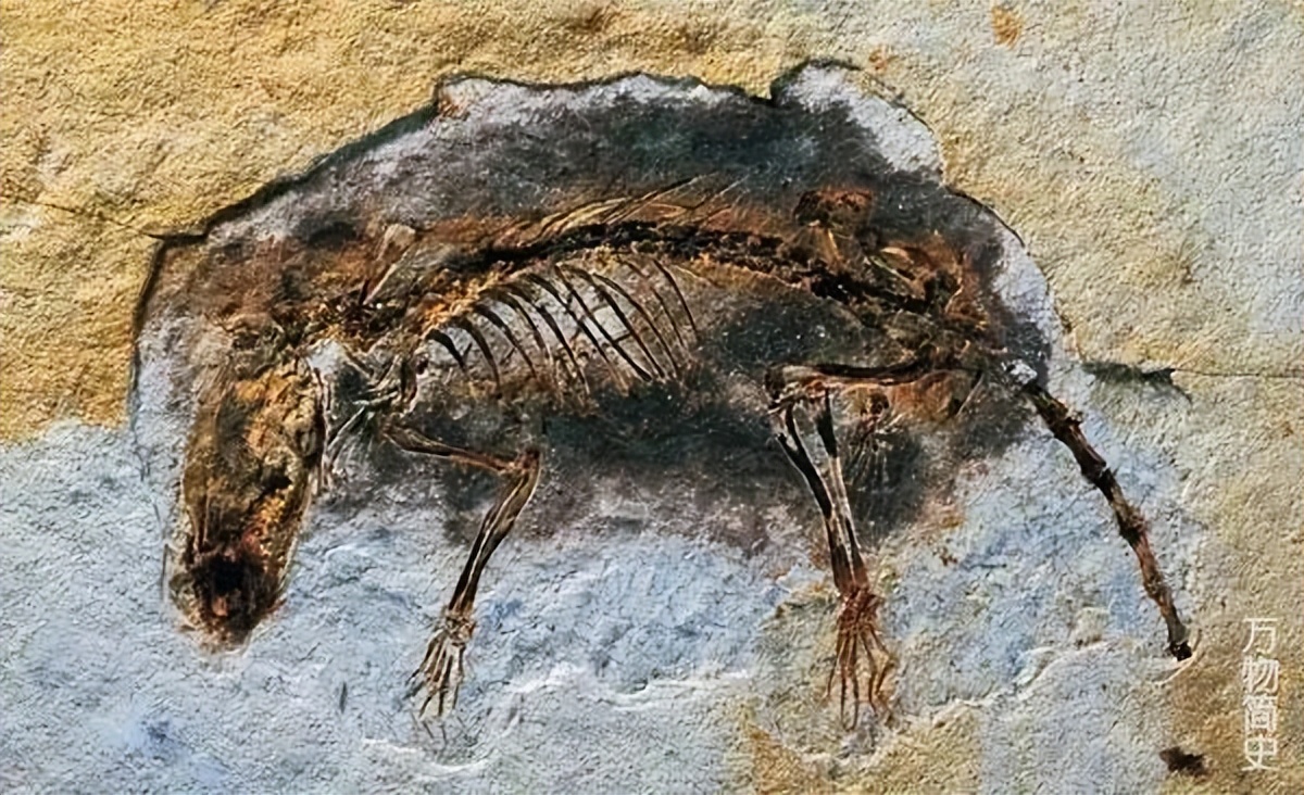 那年那兔那些年的故事,那年那兔那些事儿百年风云