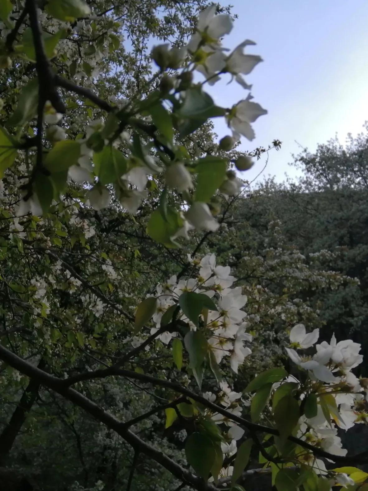 《柳梢青·谴诗坛乱象（《词林正韵》正体》注解⑵