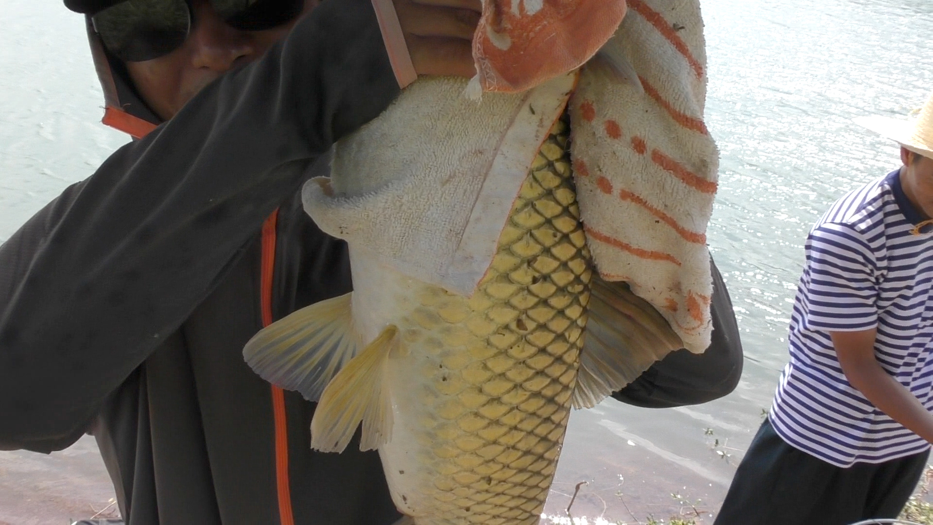 冬季水库野钓草鱼的最佳方法,夏季晚上野河钓草鱼技巧