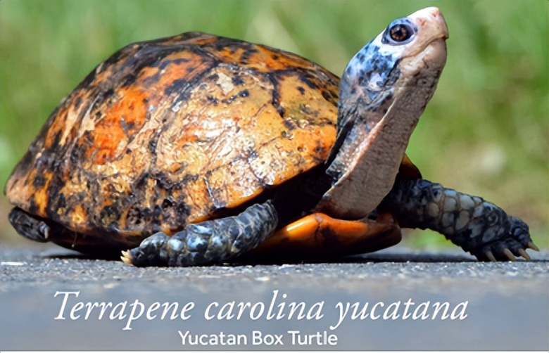 养北美鳄龟的龟友,箱龟种类图片大全