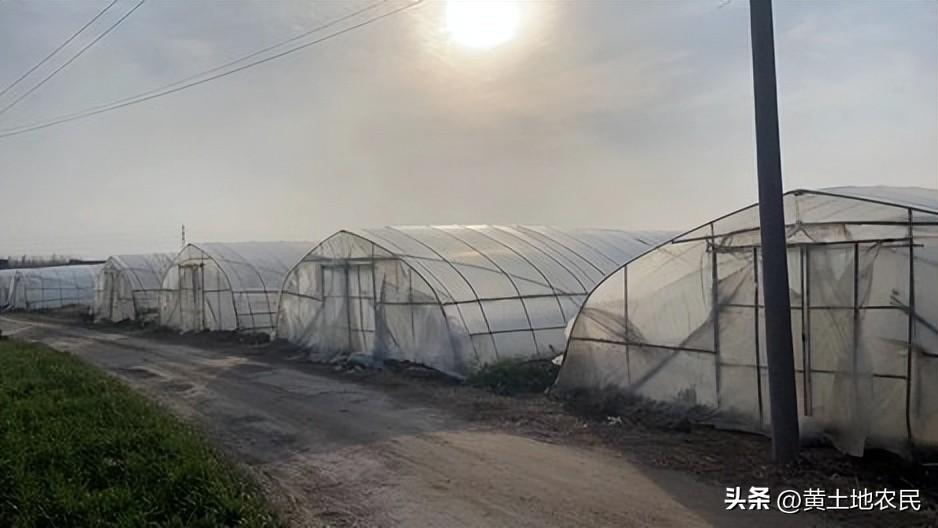 今年芦笋产量下降了吗,芦笋产量低的原因及解决措施