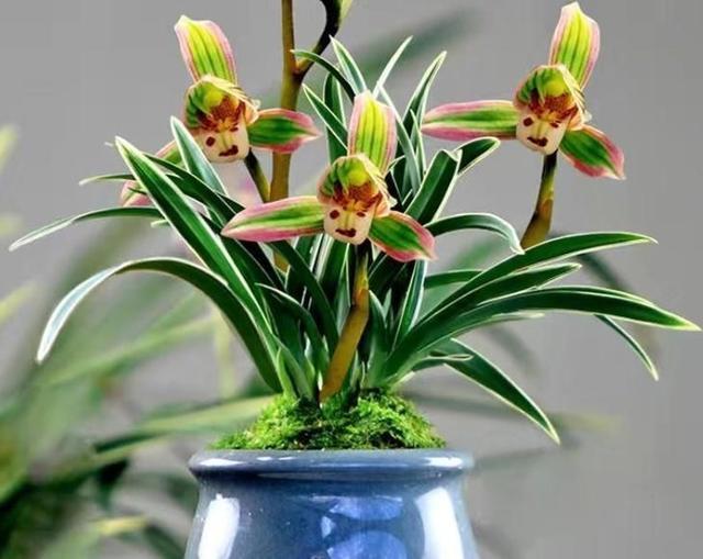 矮种金边兰花精品,好养又香又便宜的金边兰花品种