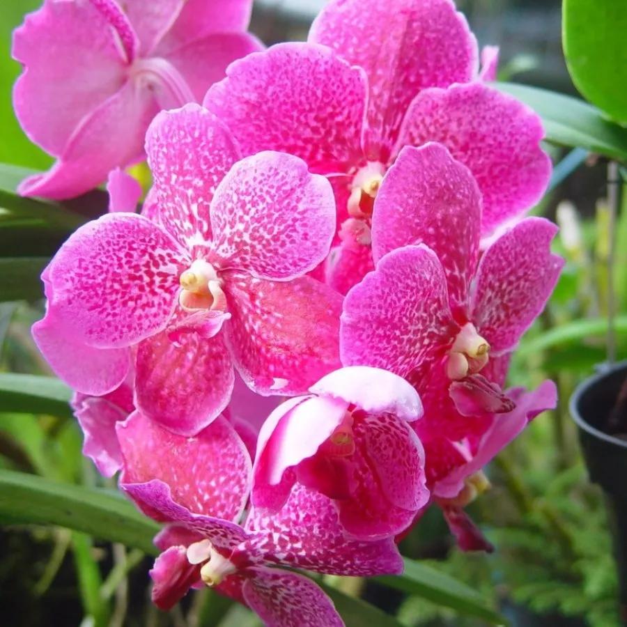 快来看看，兰花的世界真奇妙|壹木星球No.14