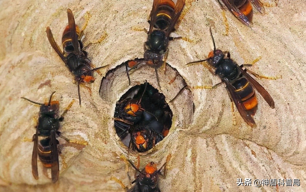 入侵海外的魔王，竟是云南人的宠物？三针能蛰死牛还被大量养殖