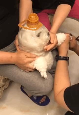 养猫的100个怪癖,养猫变态