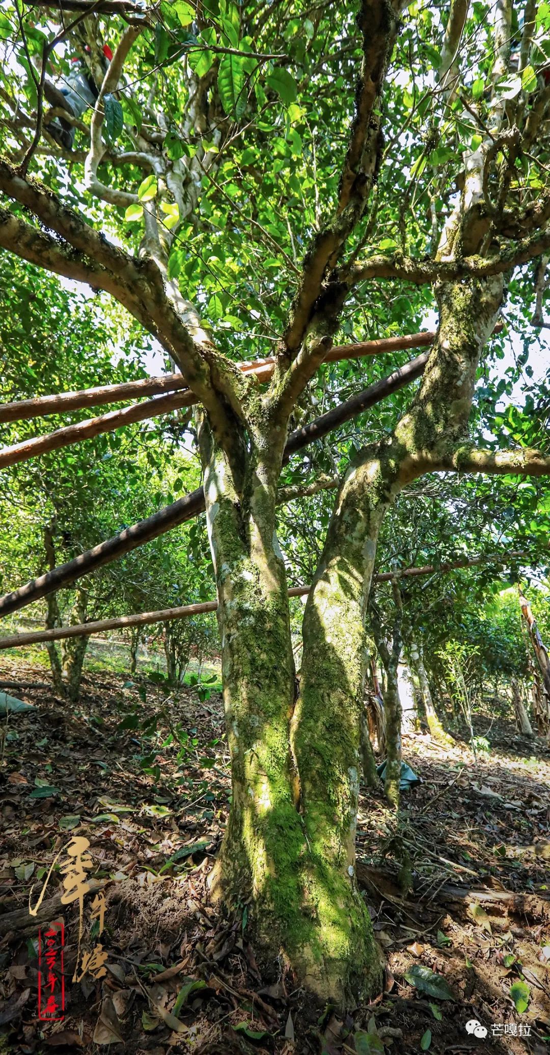 如何理解喝普洱茶时的体感,薄荷塘普洱茶有清凉感吗