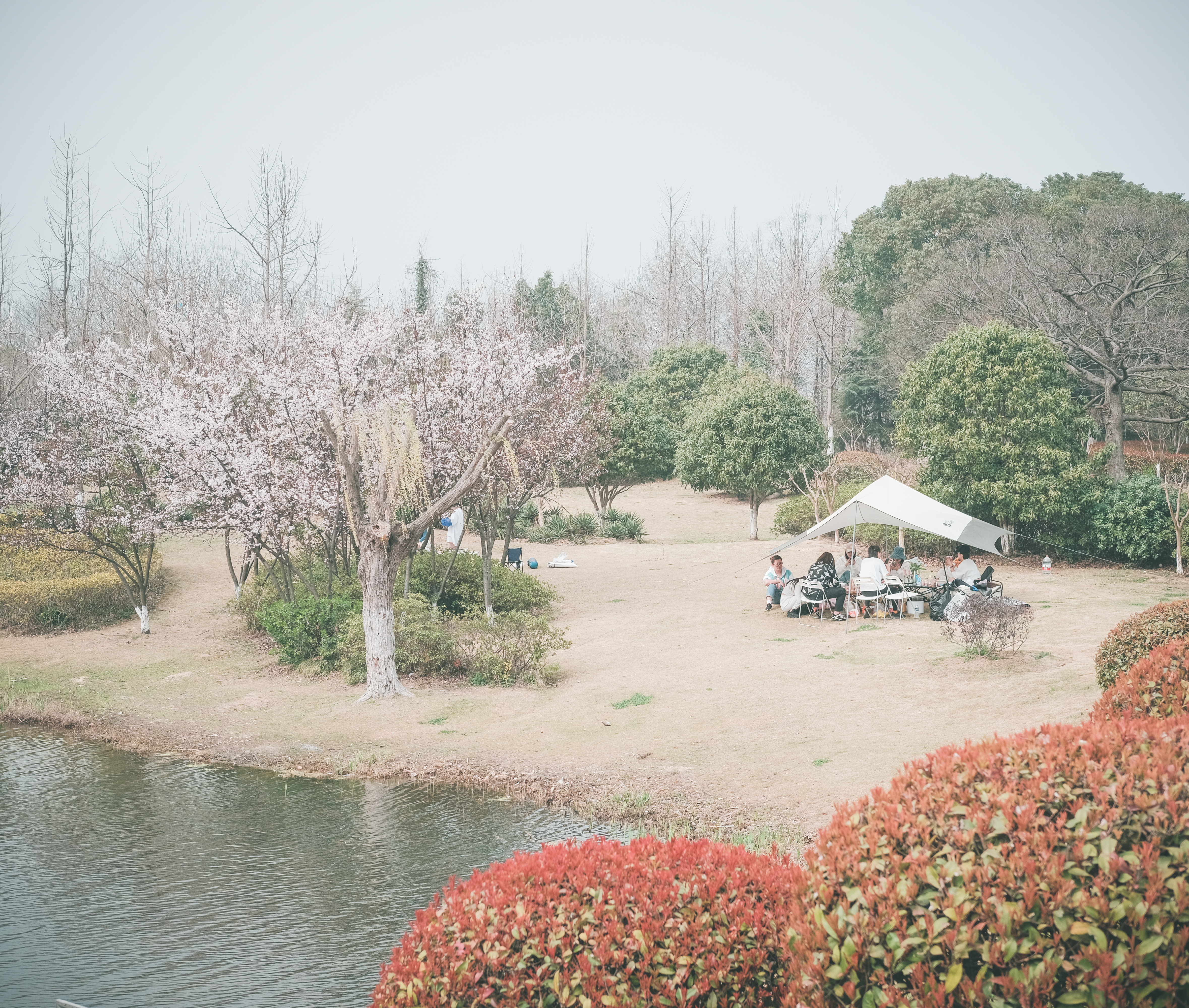 无锡踏青挖野菜好去处,无锡哪里可以挖得到野生的荠菜