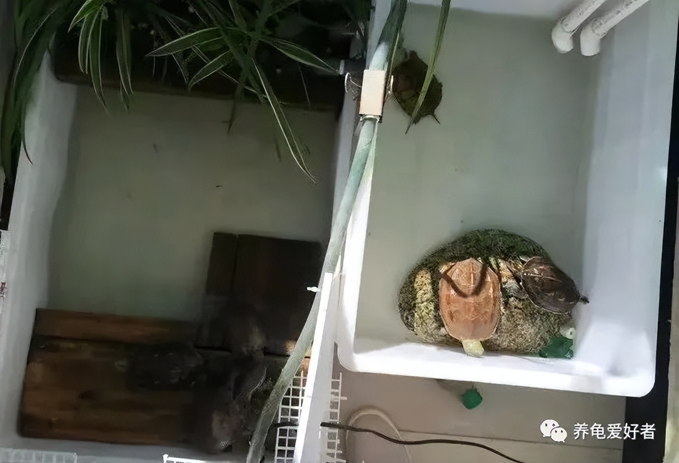 养龟必须要有晒台吗,养龟的晒台最好用什么