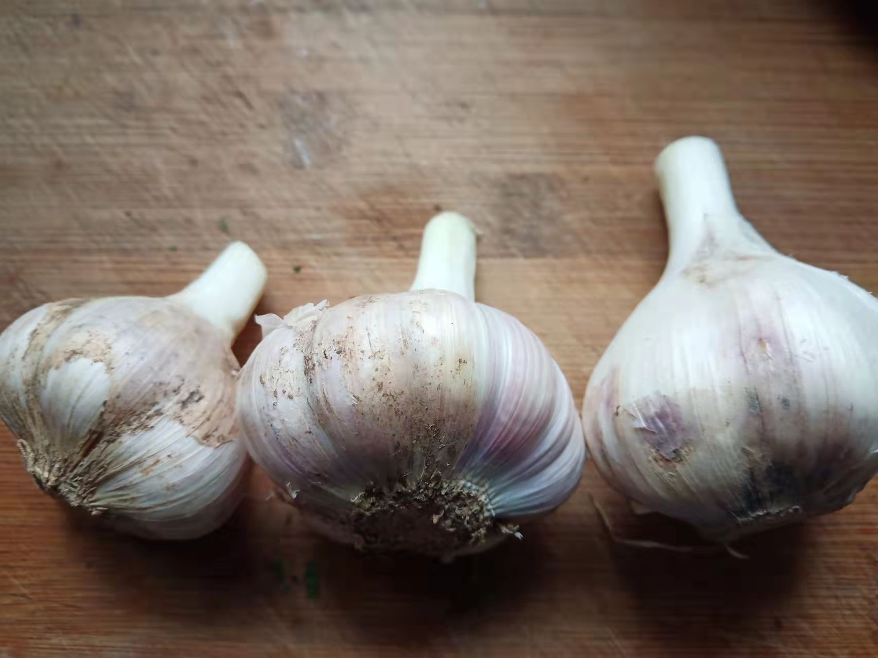 如何判断大蒜成熟？老蒜农说判断大蒜成熟要“8看”，看什么？