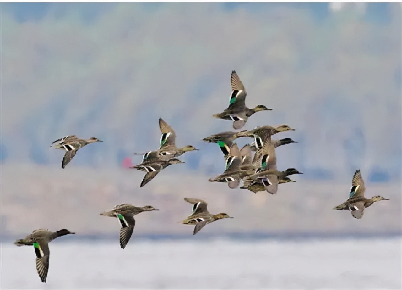 西湖“四大天王”三缺一，锦鲤也逃不出TA的嘴...