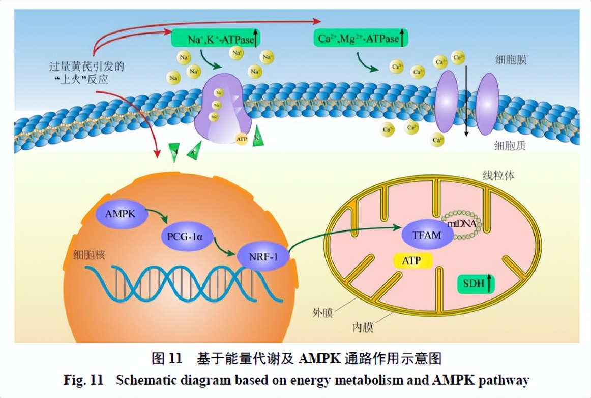 过量服用黄芪会导致胸闷头晕吗,过量服用黄芪会不会引起内寒
