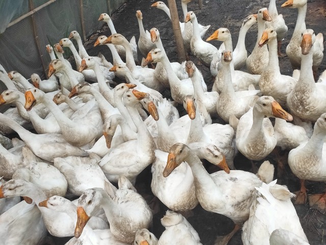 俗话说“家财万贯，带毛不算”，投资100万搞养殖，如今妻离子散