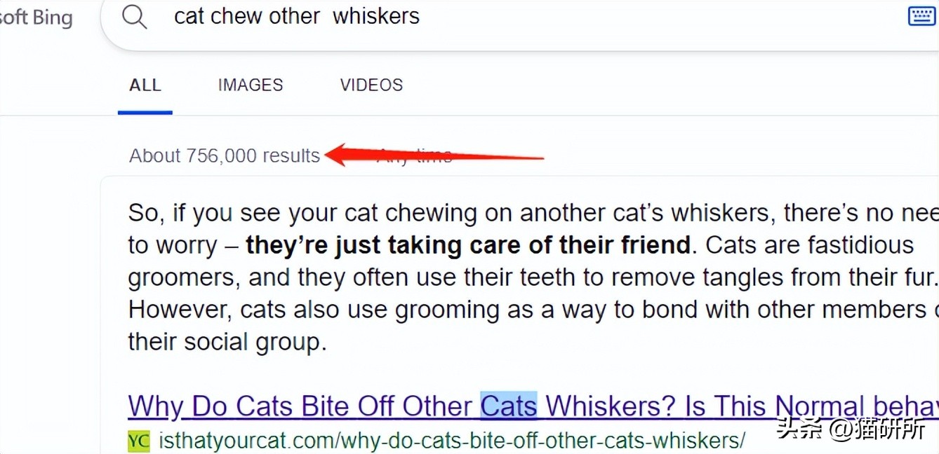 猫咪吃饭的十大怪癖 (猫咪的七大怪癖喵了个咪)