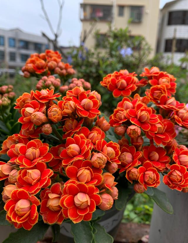 长寿花叶子畸形了,长寿花叶子小是怎么回事