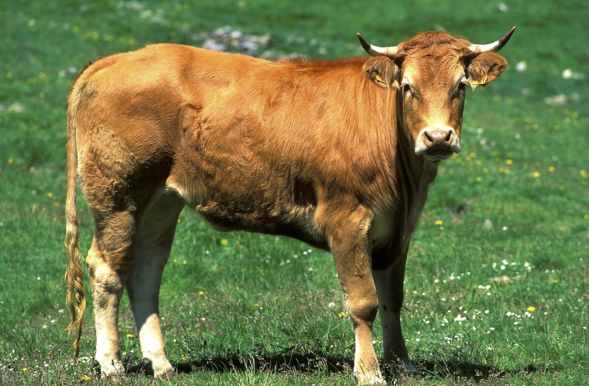 大母牛18天产犊要怎么饲养管理,母牛产牛犊后多少时间打栏