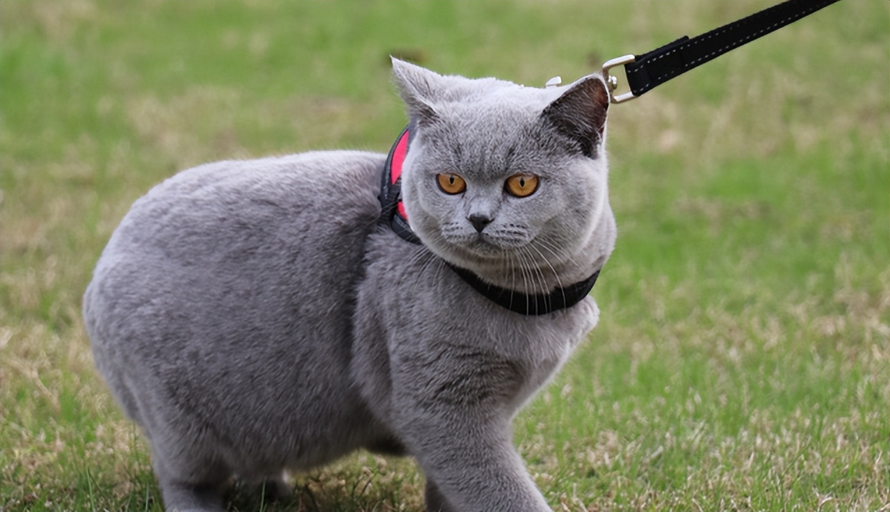 英短纯种和不纯种区别,英短品种不纯怎么办