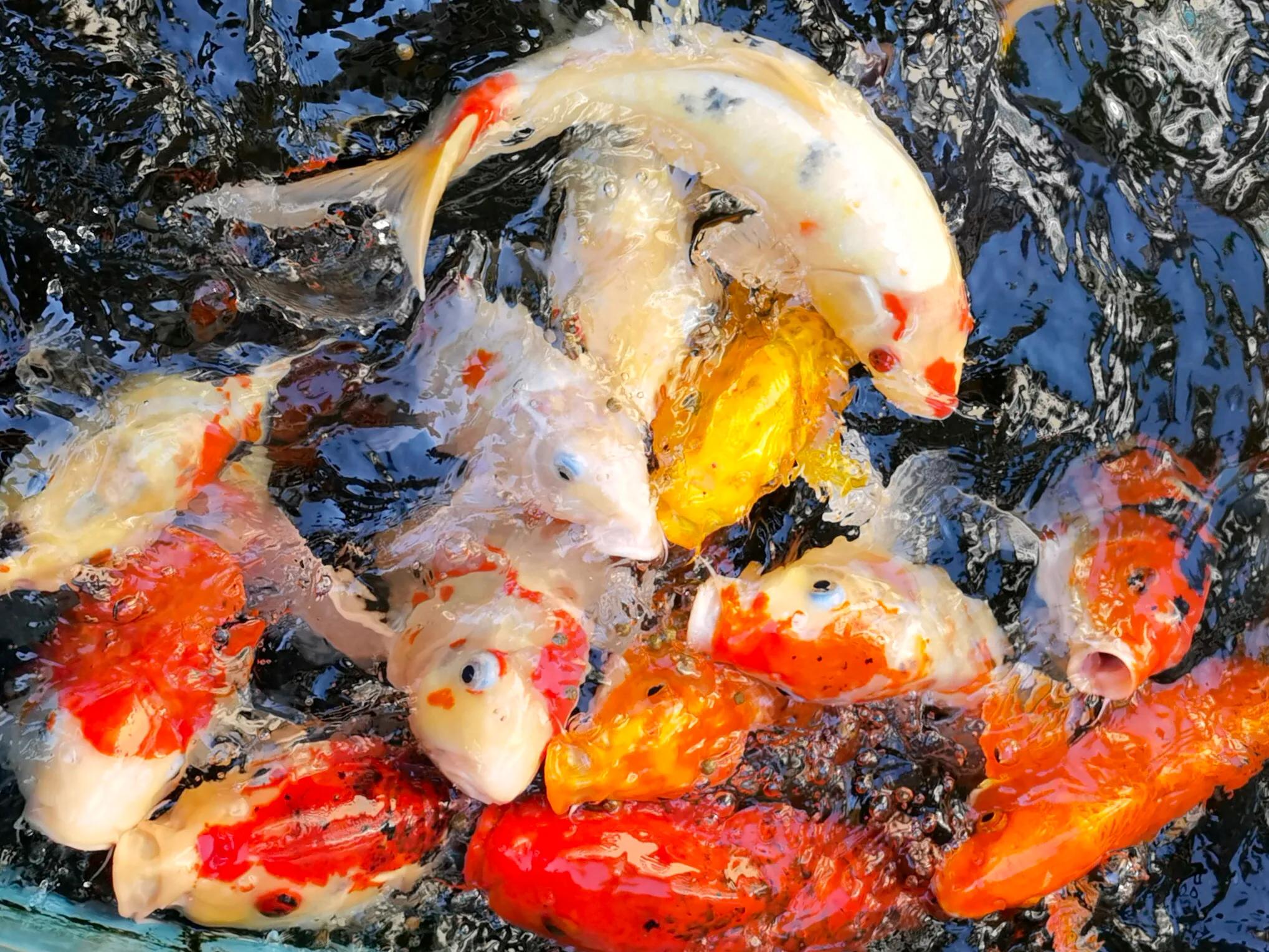 手拍世界近期作品,手拍世界完整版视频