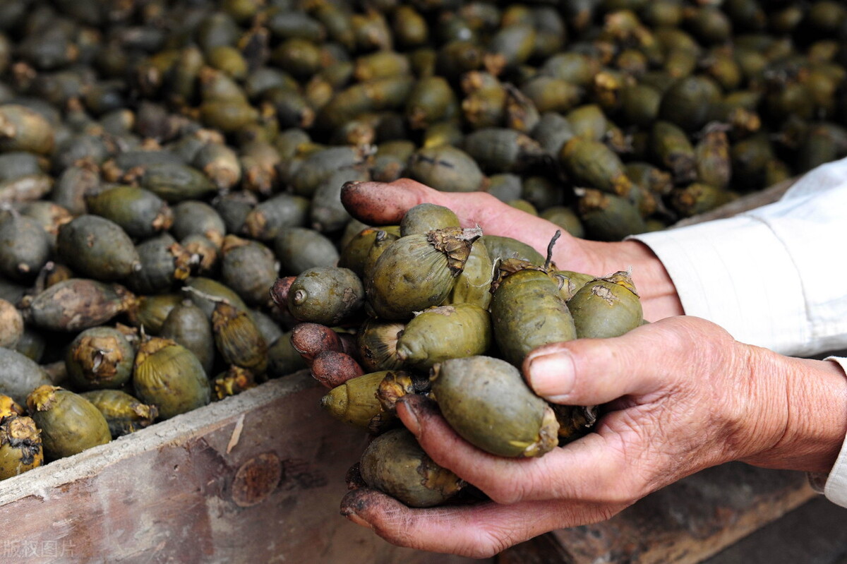 一级致癌物槟榔的危害有多大,5分钟带你了解一级致癌物槟榔